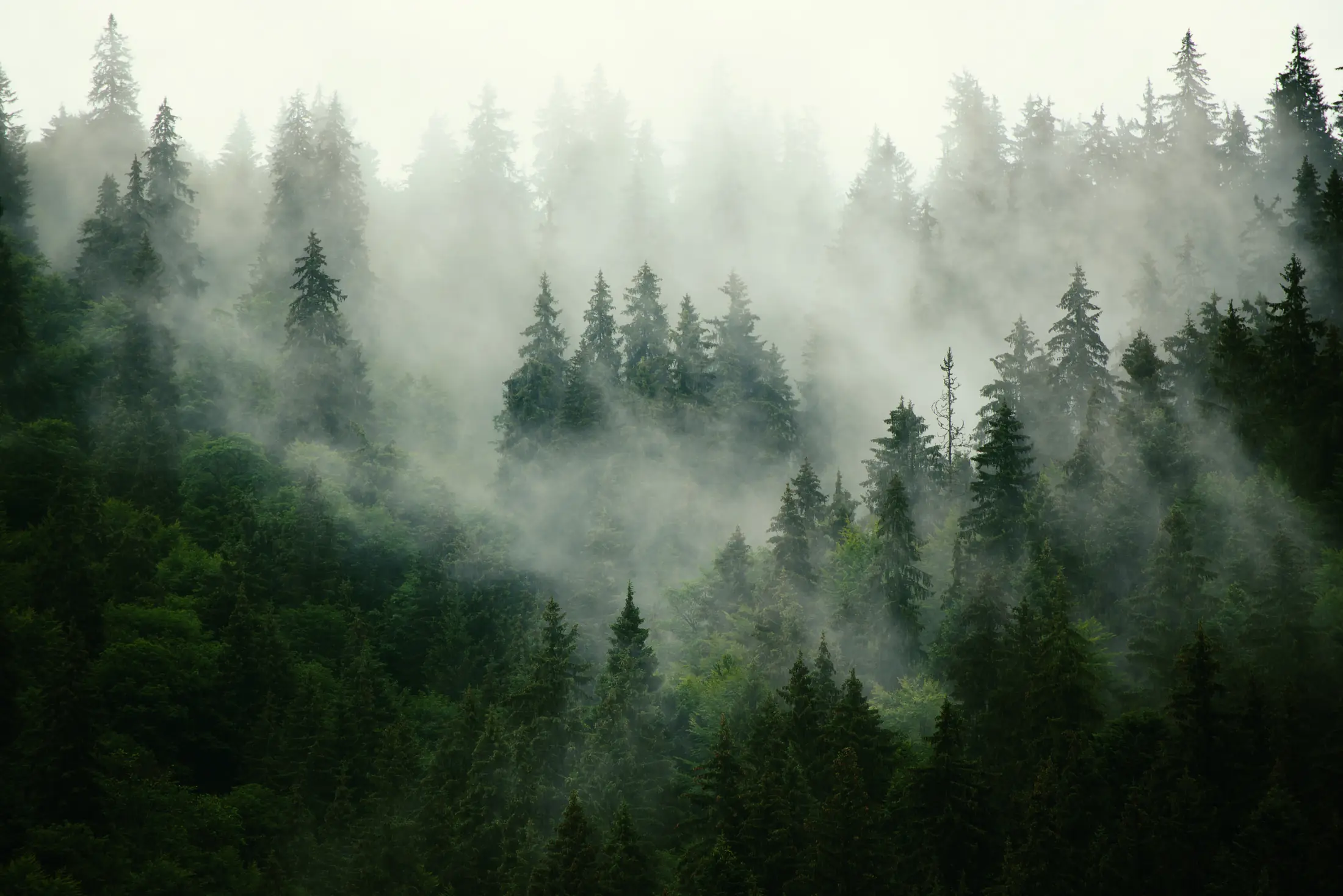 Misty forest, representing the long view 79 takes on brand authority