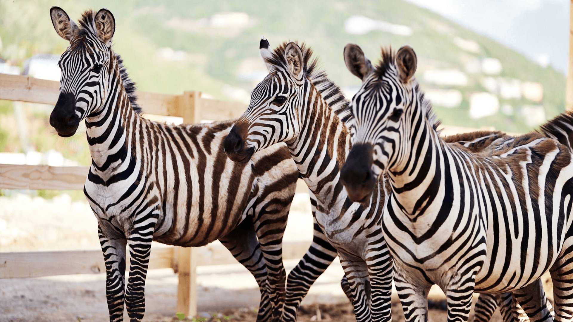 Rescued zebras at Redemption Ranch BVI
