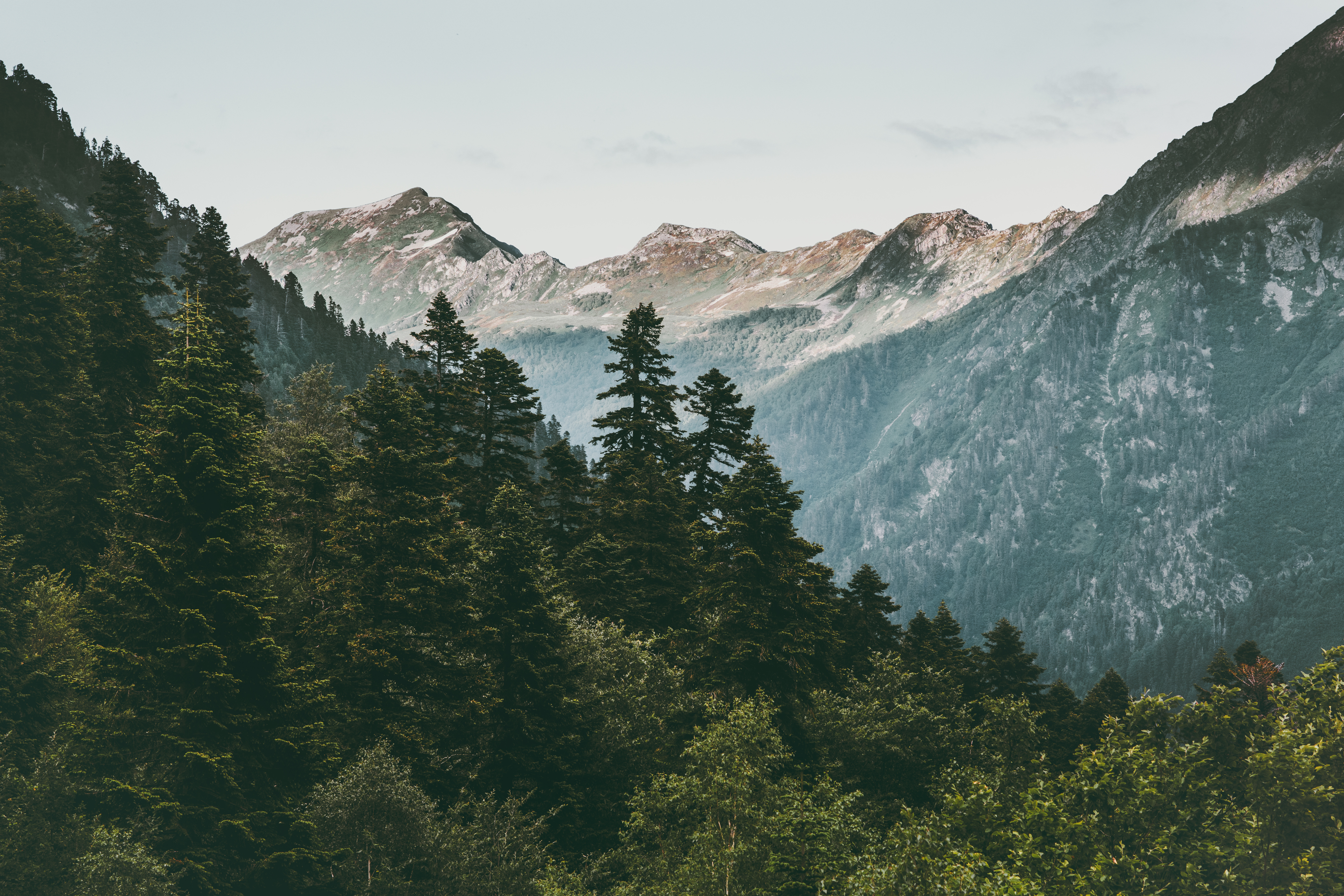 A forested mountain landscape